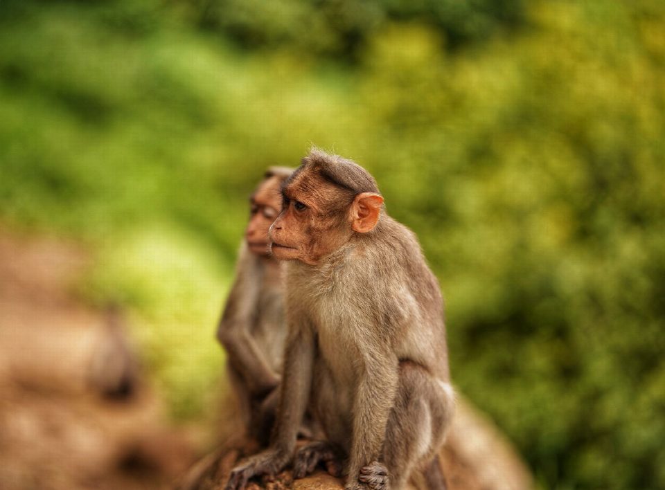 Two rhesus macaques sitting on a rock in Nelliampathi, India.