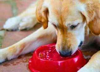 How to Keep Dogs Cool in Hot Weather: Simple Tips from a Woman news-27072024-234635
