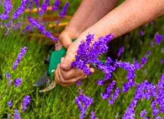 Optimal Time for Pruning Lavender for Healthier Plants next Year news-28072024-011437