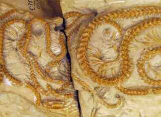 Rare Fossil Discovery: Snakes Died Together 38 Million Years Ago in Wyoming news-28072024-012819