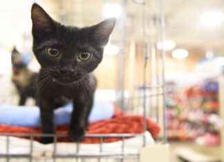 Foster a Kitten: California University Seeks Volunteers news-28072024-014233