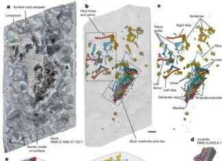 Revealing Prolonged Life History in Early Mammals: Jurassic Fossil Juvenile – Nature Study news-28072024-014908
