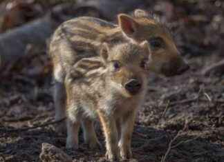 The Impact of Wild Boar Research on Climate Crisis Awareness news-28072024-021553