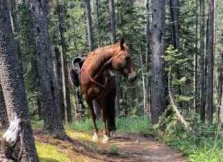 Reuniting a Missing Horse with Its Family: A Remarkable Journey | CBC News news-28072024-022628