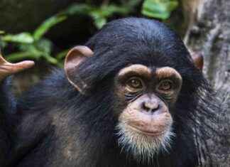 Chimpanzees Communicate with Each Other Similar to Humans, Study Shows news-28072024-025502