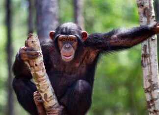 Chimpanzees Master the Word ‘Mama’: A Fascinating Study of Primate Communication news-28072024-120116