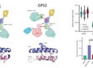 Uncovering the Role of Gibberellin in Light Signaling and Stem Growth in Plants news-28072024-134610
