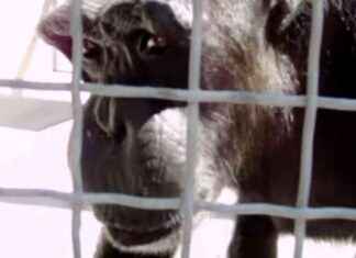 Chimpanzees Speak ‘Mama’ Fluently: Study Findings news-28072024-140045