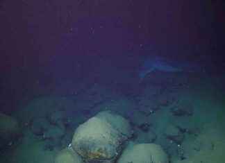 Tonga Volcano Eruption: Impact on Deep-Sea Life news-28072024-140900