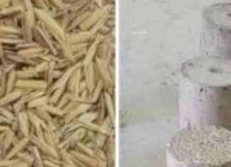Turning Rice Husk Waste into Eco-Friendly Concrete with AI Technology news-28072024-141041