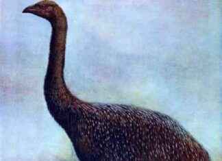 Refugia of Extinct Moa Support New Zealand’s Flightless Birds news-28072024-141850