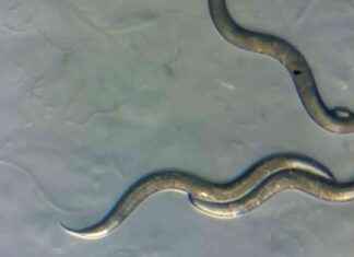 Radiation-Resistant Worms Found in Chernobyl Zone news-28072024-143258