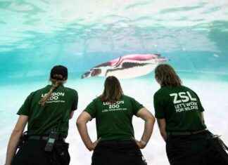 Experience a Penguin Paradise in Central London for a Limited Time news-29072024-024221