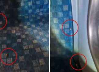 London Bus Seats Infested by Cockroaches: A Growing Problem in Public Transport news-29072024-141349