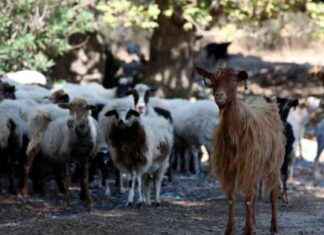 ‘Highly Contagious Goat Plague in Greece with 70% Mortality Rate’ news-30072024-082557