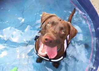 Protect Your Pets: Dogs Trust Warns of Dangers in Hot Weather news-30072024-201336