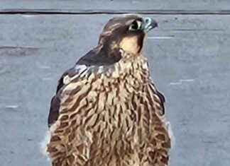 Ealing Hospital Peregrine Chicks Safely Navigate First Flight news-01082024-170239