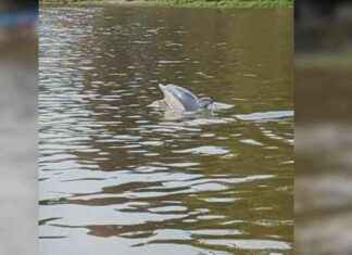 Rare Sighting: Dolphin Spotted Swimming in River Thames Alongside Rowers news-02082024-014141