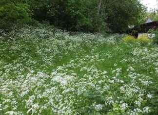 Tranquil Park Oasis Near Busy Tube Station: A Rural Retreat in the City news-03082024-135551