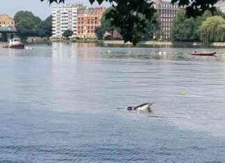 Avoid Dolphin in River Thames: Urgent Warning to Public news-03082024-180113