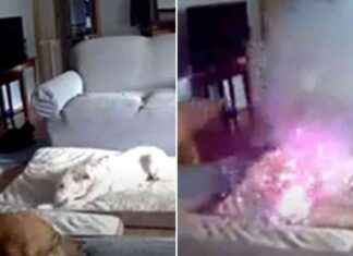 Dog Causes House Fire by Chewing Phone Charger – Safety Tips Included news-08082024-085202