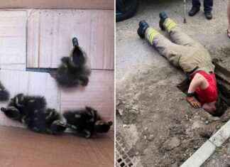 Rescue: Firefighters Save Ducklings Trapped in Manhole news-12082024-014011
