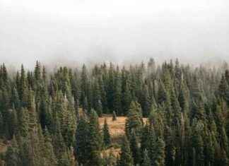 Impax Environmental Markets Assets Decline Amid Hope for Resurgent M&A news-12082024-110717