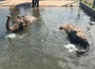 Healthy Pregnancy: Elephants Swim for Fitness at Blackpool Zoo news-12082024-170829