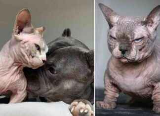 Beware of Hairless ‘Bullycats’ in the UK: What You Need to Know news-12082024-170953