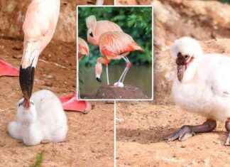 Gay Flamingo Couple in UK Adopts Abandoned Egg, Hatches Chick news-13082024-111611