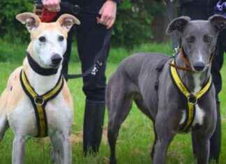 Harefield Dogs Trust Pair Seeking Shared Home news-13082024-171124