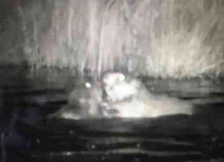 Rare Discovery: Baby Beavers Spotted in Urban London After 400 Years news-13082024-171736