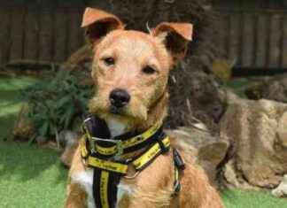 Update Your Pets’ Microchips: Harefield Dogs Home Urges Action news-13082024-231538