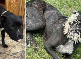 Puppy Left with Thousands of Quills on Face from Porcupine Encounter news-15082024-051342