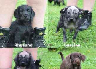 Harefield’s Hairless Puppies: Furless and Fabulous Finds New Homes news-16082024-090631