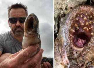 Rare Discovery: Giant ‘Vampire Fish’ Found in Devon River news-18082024-223633