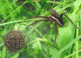 Giant Rat-Sized Spiders Resurfacing in the UK news-20082024-104103