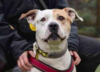 Give a Home to Harefield’s Underdog Pets news-22082024-041841