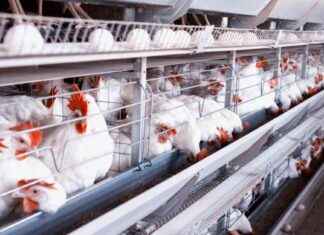 Is the US at Risk for a Bird Flu Pandemic? news-22082024-042520
