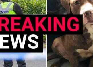 Search Intensifies for Two Dogs After Fatal Attack in Garden news-22082024-162812