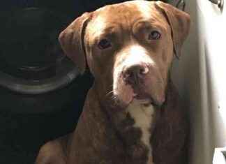 Search for Missing Dogs Linked to Fatal Attack on Man in Garden news-22082024-162920