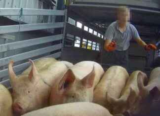 Investigation Reveals Sick Pigs at RSPCA-Backed Abattoir Supplying Tesco & Supermarkets news-23082024-234143