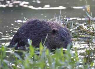 Rare Birth of Baby Beavers in London Marks Conservation Milestone news-25082024-114418