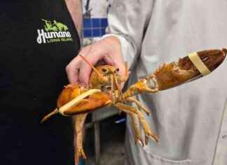 Rare Orange Lobster Saved from Being Eaten: A Conservation Success Story news-30082024-002436