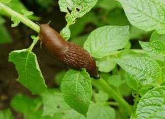 DIY Slug Trap: A Gardener’s Guide to Eliminating Slugs Fast news-31072024-205727