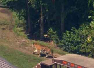 Theme Park Employee Attacked by Tiger: What Happened and How to Stay Safe news-02092024-124004