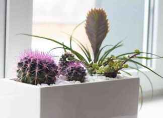 Are Your Houseplants Funding Illegal Activities? Learn How to Spot and Avoid Supporting Organised Crime. news-04092024-124432