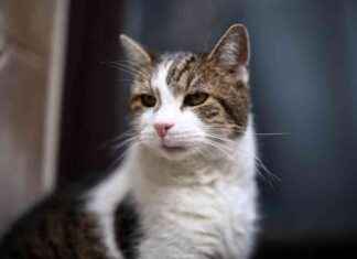 Larry the Downing Street Cat: A Playful Joke by Scottish Secretary news-13092024-234902