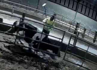 Abuse of Cows on M&S and Muller Farms Exposed: Shocking Violence Towards Animals news-14092024-191807