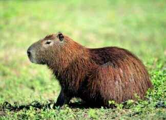Capybara Escapes Zoo Amid Public Safety Concerns: What You Need to Know news-17092024-121714